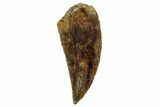 Serrated, Raptor Tooth - Real Dinosaur Tooth #255881-1